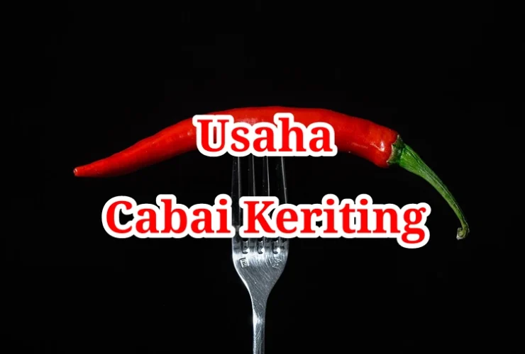 Usaha Cabai Keriting