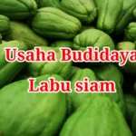 Usaha Budidaya Labu Siam