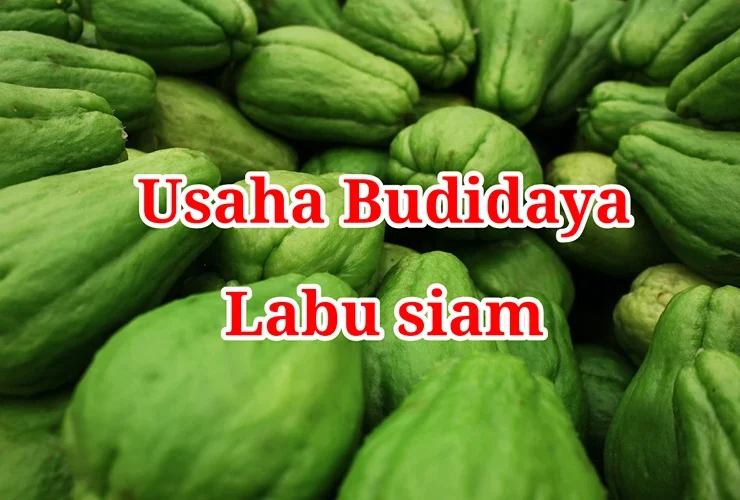 Usaha Budidaya Labu Siam