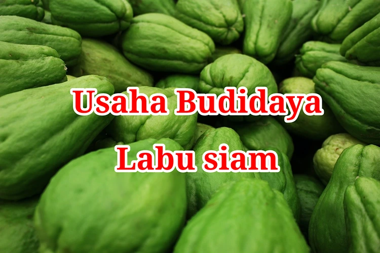 Usaha Budidaya Labu Siam