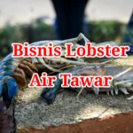 Bisnis Lobster Air Tawar