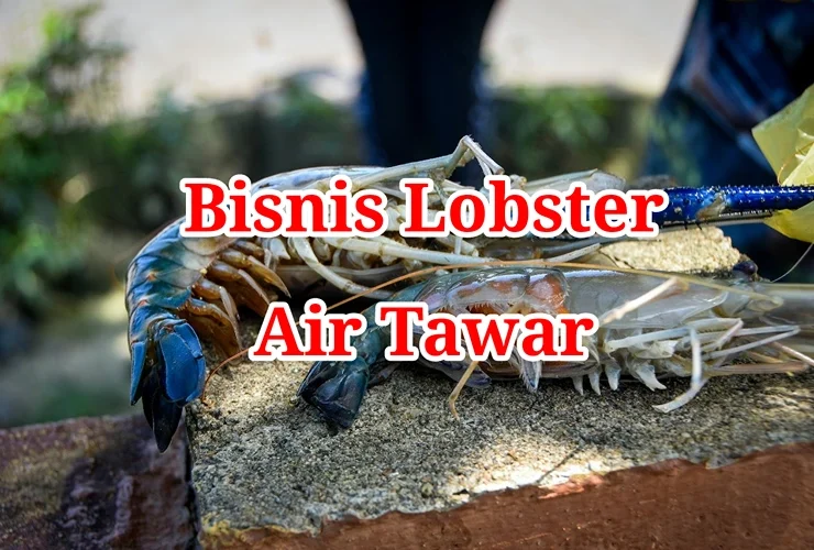 Bisnis Lobster Air Tawar