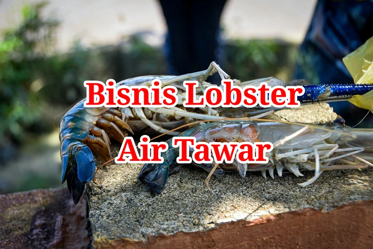 Bisnis Lobster Air Tawar