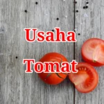 Usaha Tomat