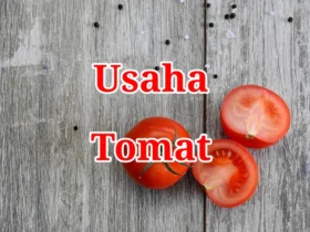 Usaha Tomat