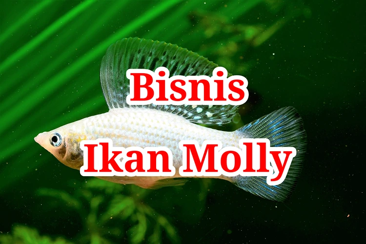 Bisnis Ikan Molly