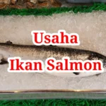 Usaha Ikan Salmon