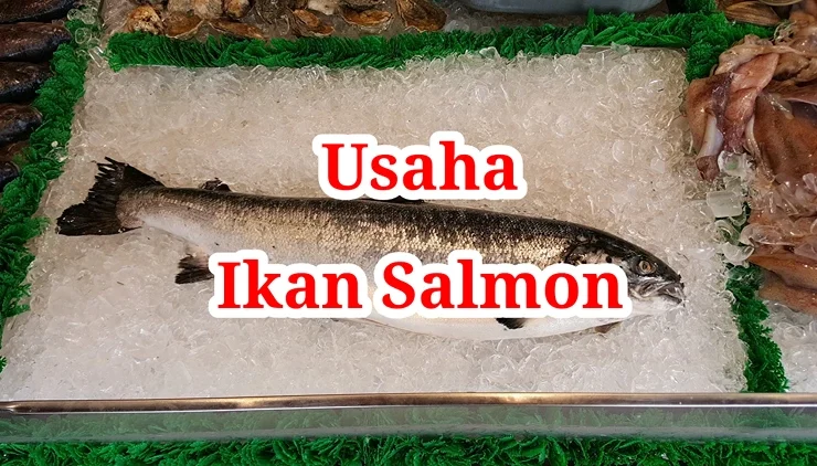 Usaha Ikan Salmon