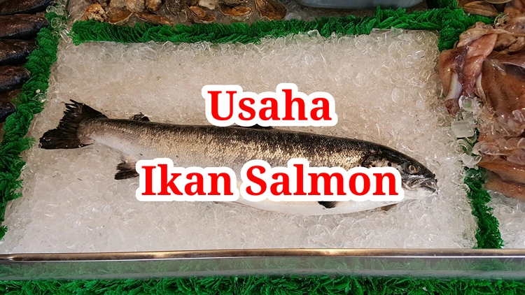 Usaha Ikan Salmon