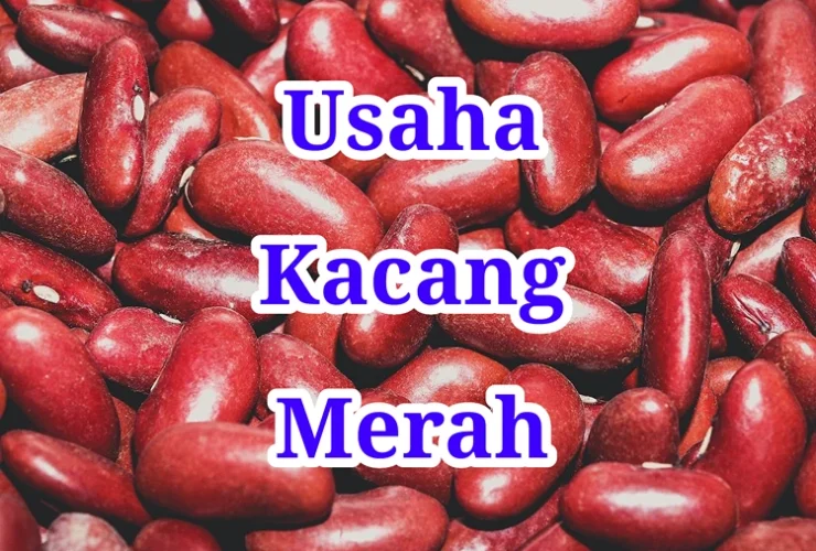 Usaha Kacang Merah