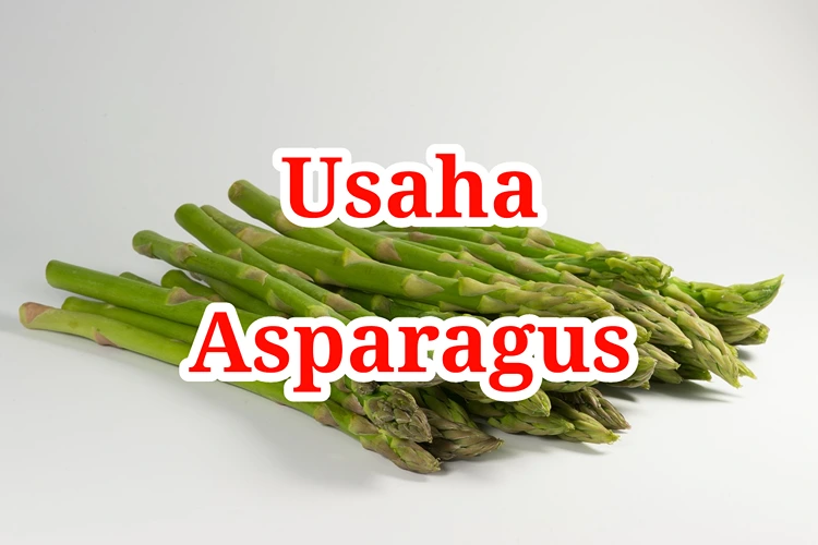 Usaha Asparagus