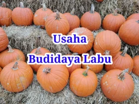 Usaha Budidaya Labu