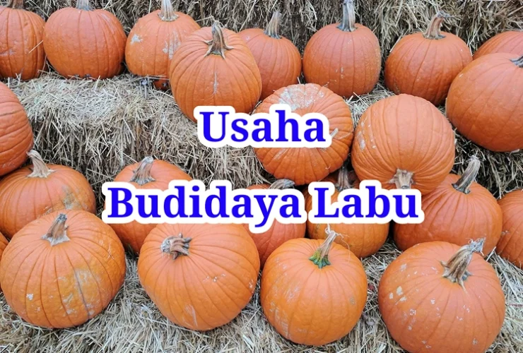 Usaha Budidaya Labu