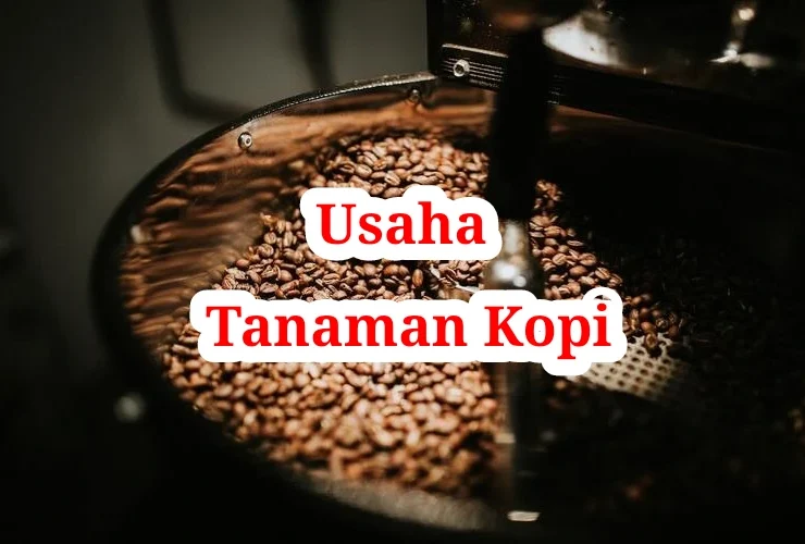 Usaha Tanaman Kopi