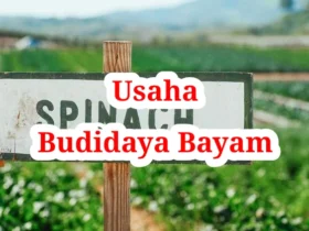 Usaha Budidaya Bayam