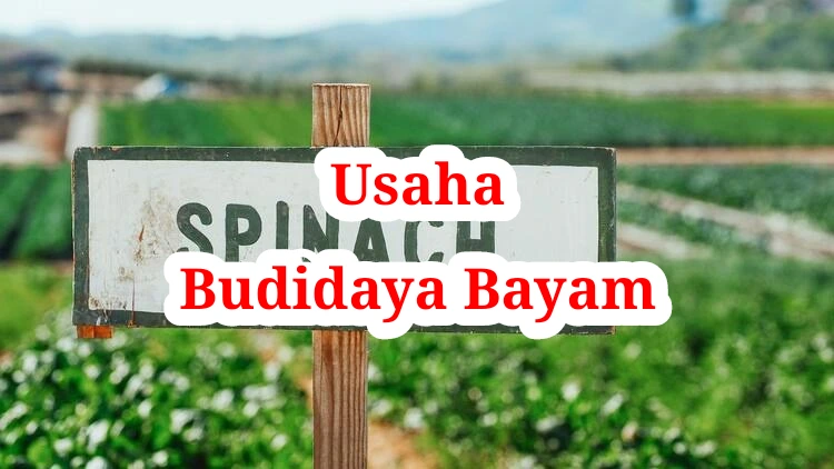Usaha Budidaya Bayam
