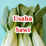 Usaha Sawi