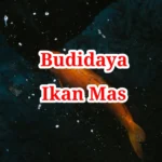 Budidaya Ikan Mas