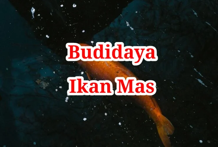 Budidaya Ikan Mas