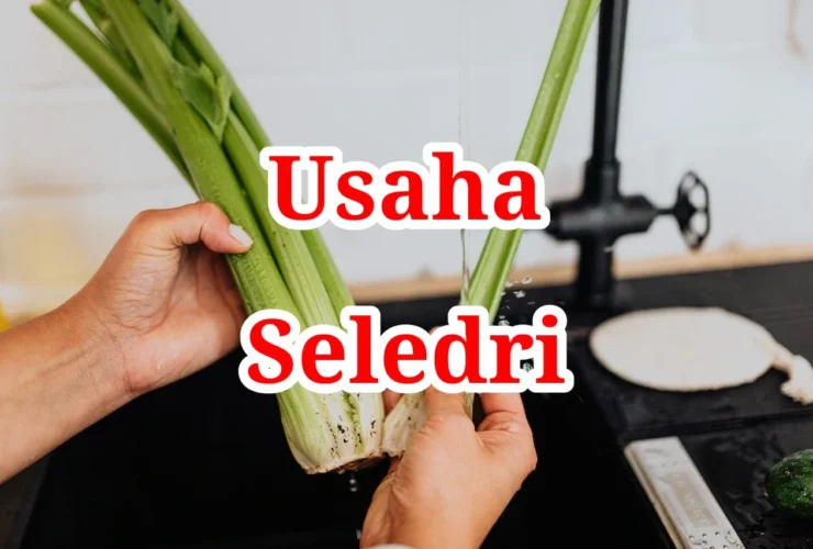 Usaha Seledri