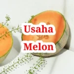 Usaha Melon