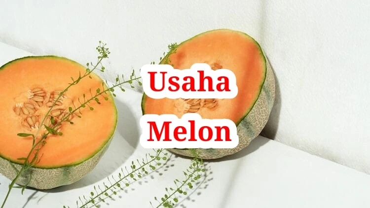 Usaha Melon