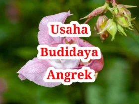 Usaha Budidaya Anggrek