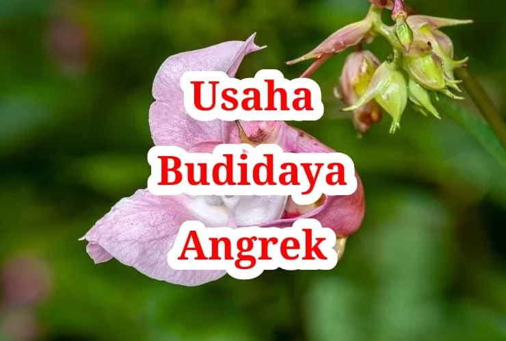 Usaha Budidaya Anggrek