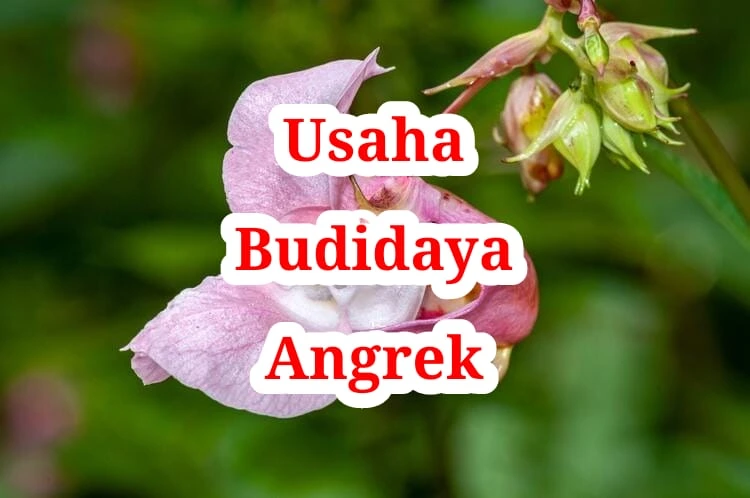 Usaha Budidaya Anggrek