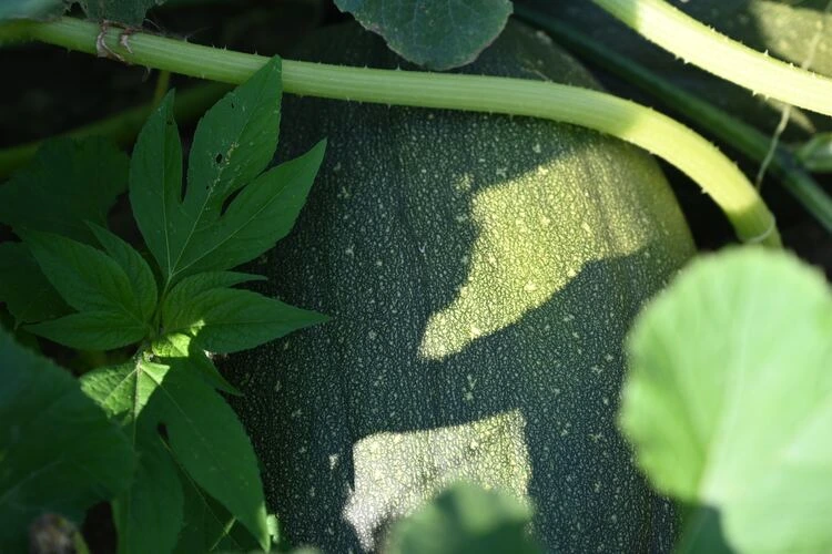 Cara Melakukan Usaha Melon Agar Cepat Berkembang dan Tips Budidayanya