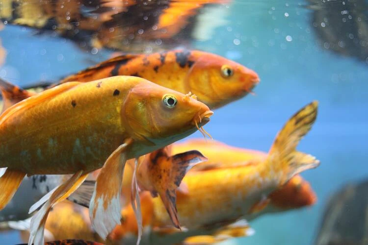 Cara Membudidayakan Ikan Mas