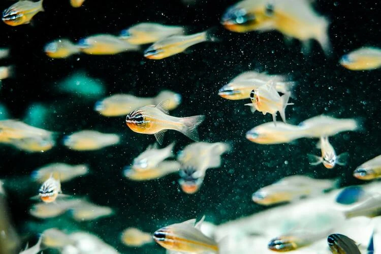 Modal untuk Menjalankan Budidaya Ikan Mas dan Penghitungan Pendapatan