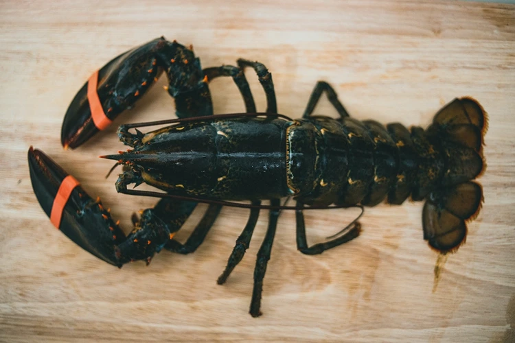 Langkah-Langkah Menjalankan Bisnis Lobster Air Tawar