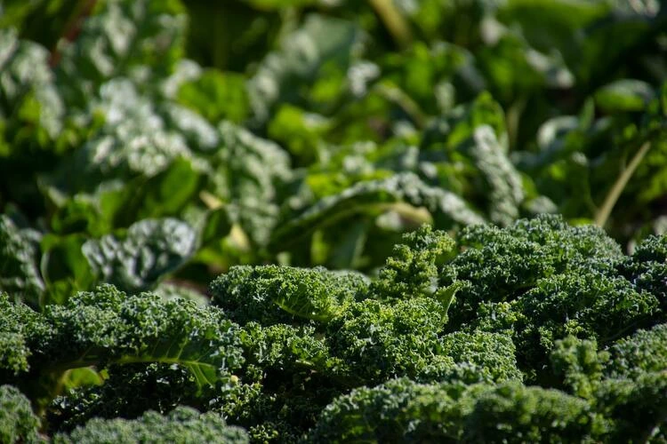 Strategi Bisnis Brokoli bagi Pemula