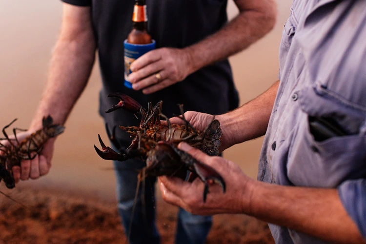 Peluang Menjalankan Bisnis Lobster Air Tawar di Indonesia