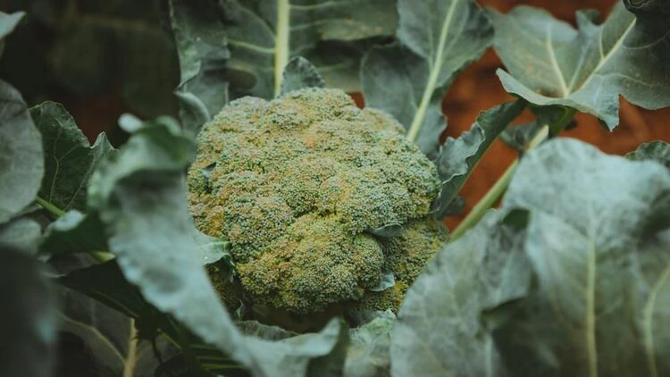 Cara Melakukan Pemeliharaan Pada Brokoli