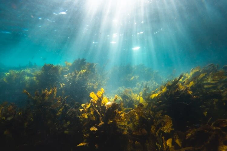 Keuntungan Mengembangkan Usaha Rumput Laut