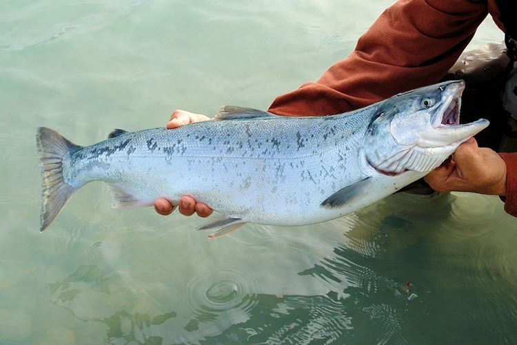 Tips Menjalankan Usaha Ikan Salmon