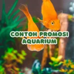contoh promosi aquarium