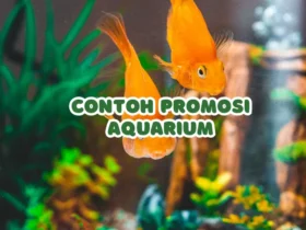 contoh promosi aquarium
