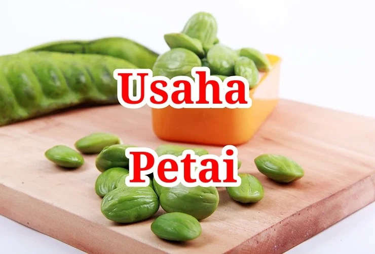 Usaha Petai