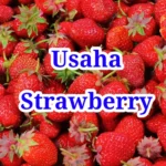 Usaha Strawberry