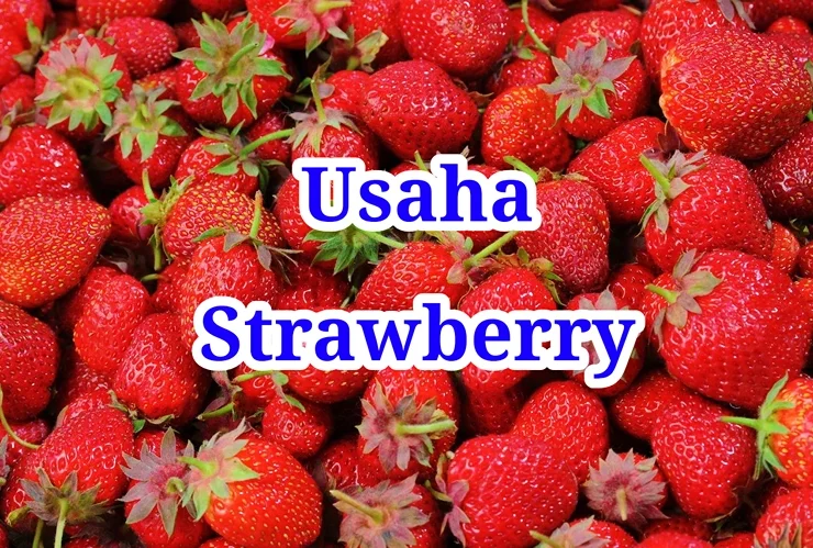 Usaha Strawberry