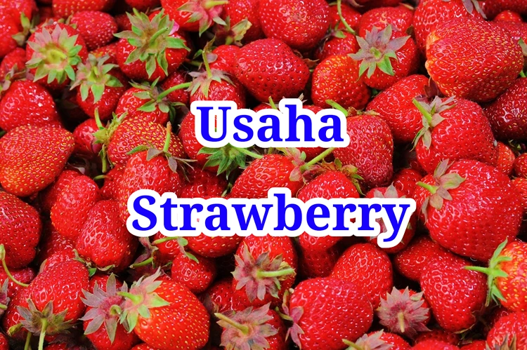 Usaha Strawberry