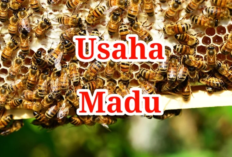 usaha madu