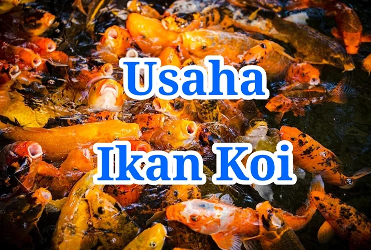 Usaha Ikan Koi