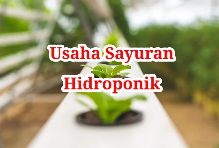 Usaha Sayuran Hidroponik