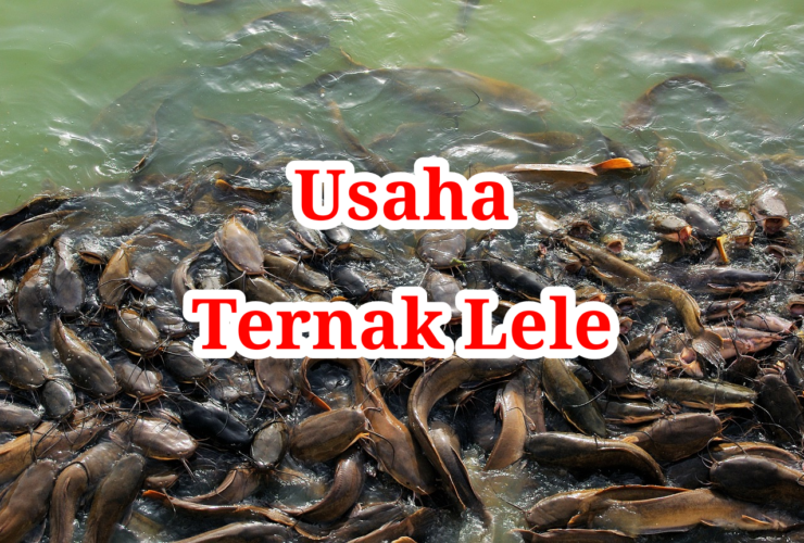 Usaha Ternak Lele