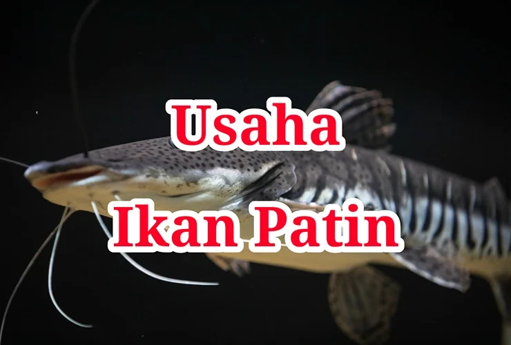 Usaha Ikan Patin