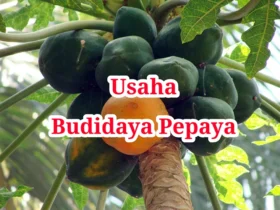 Usaha Budidaya Pepaya